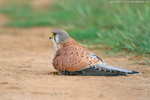 Common Kestrel