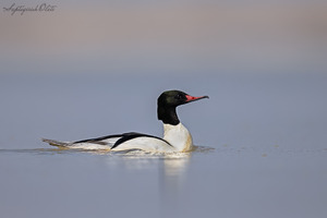 Common Merganser