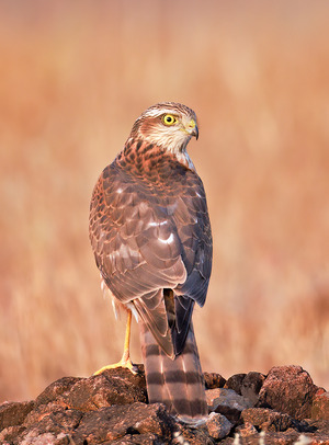 Eurasian Sparrowhawk