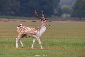 European Fallow deer