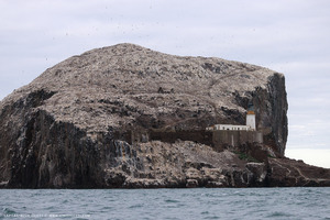 Gannet Colony