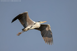 Grey Heron