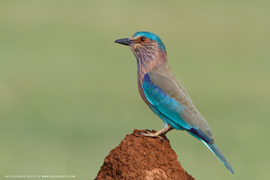 Indian Roller