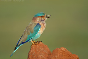 Indian Roller
