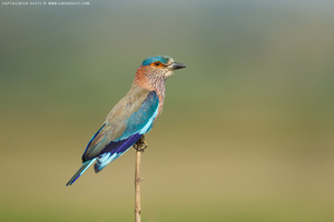 Indian Roller