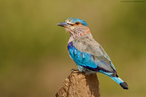 Indian Roller photographed at Bangalore, India