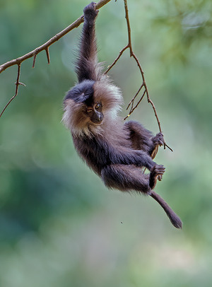 Lion-tailed macaque photographed at Valparai