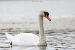 Mute Swan