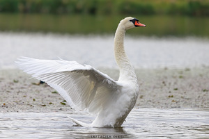 Mute Swan