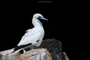 Northern Gannet