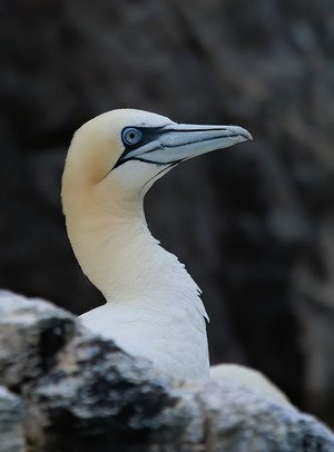 Northern Gannet