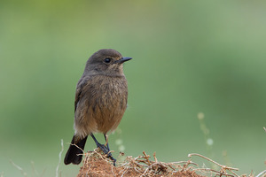 Pied Bushchat