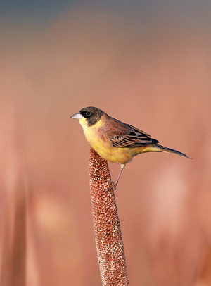 Red-headed Bunting