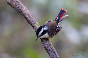 Red-tailed Minla