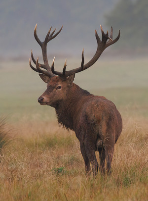 Red deer