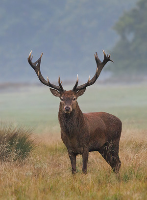 Red deer