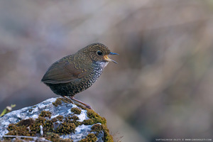 Scaly-breasted Cupwing