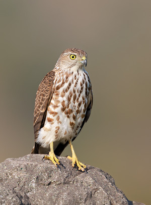 Shikra