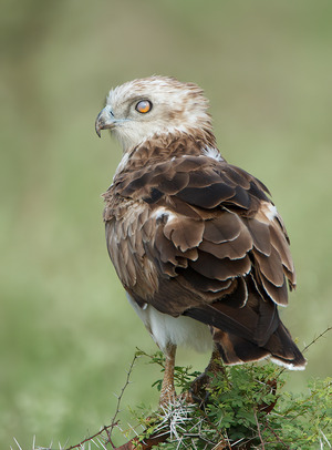 Short-toed Snake-Eagle