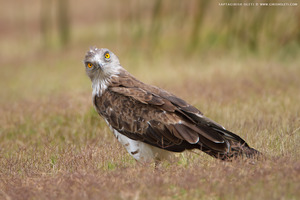 Short-toed Snake-Eagle