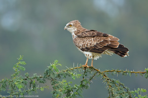 Short-toed Snake-Eagle