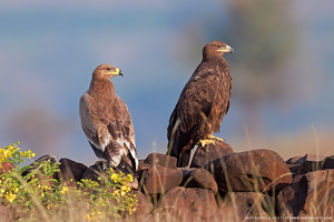 Steppe Eagle