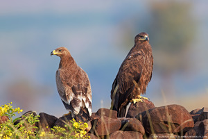 Steppe Eagle
