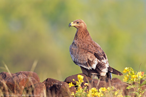 Steppe Eagle
