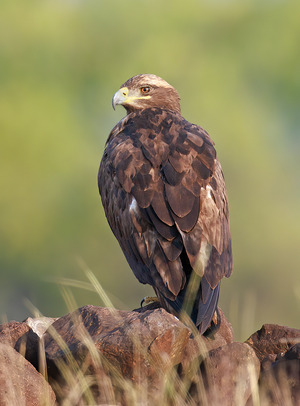 Imperial Eagle