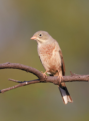 Striolated Bunting
