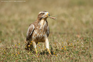 White-eyed Buzzard