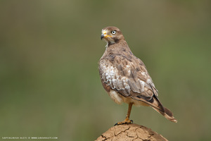 White-eyed Buzzard photographed at Bangalore, India