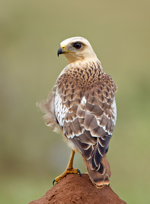 White-eyed Buzzard photographed at Bangalore, India