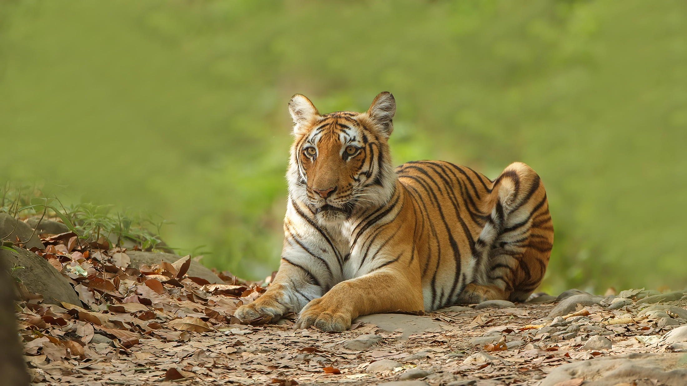 Bengal Tiger