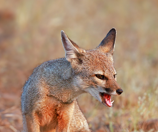 In the Heart of Bhigwan: A Winter's Tale of Raptors and Wolves trip report