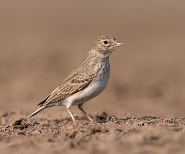 Echoes of Raptors and Doves: A Return to the Rann trip report