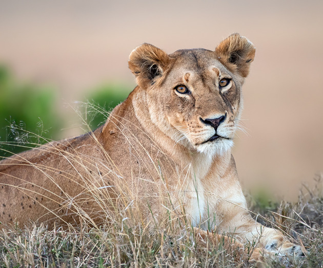 Masai Mara Photography trip blog